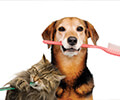 Kedi Ve Köpeklerde Diş Sağlığı