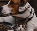 Tiroid Nedir? Kedi ve Köpeklerde Tiroid Hastalıkları