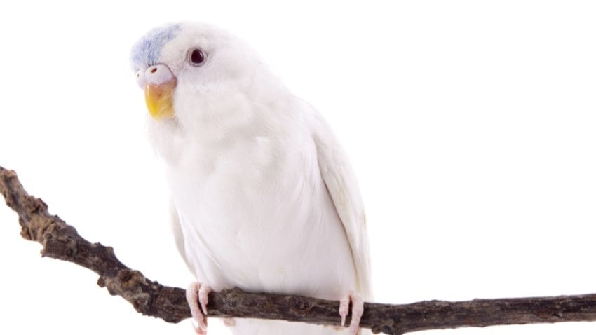 beyaz muhabbet kuşu, muhabbet kuşu, albino muhabbet