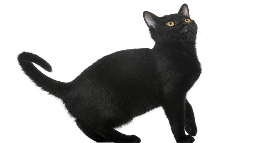 Kara Kedilerin Genel Ozellikleri Petburada Com