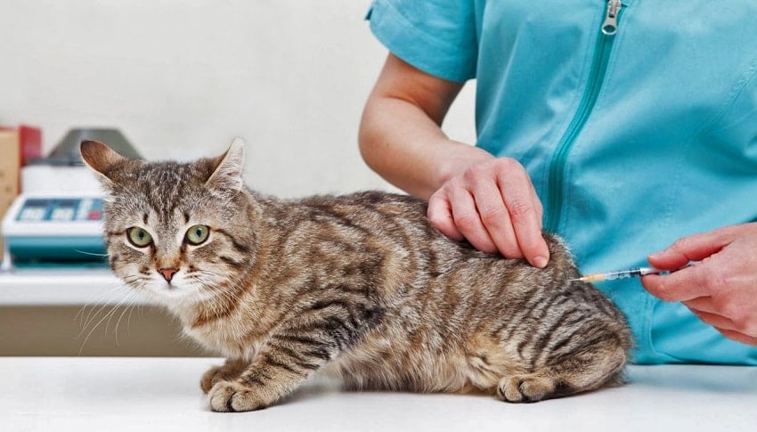 Kedi Aşıları Hakkında Bilgiler | Petburada Blog