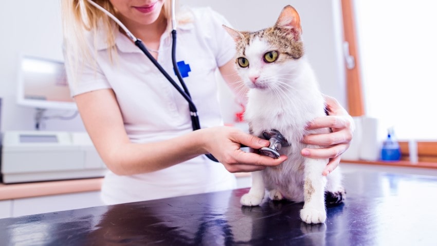 kedi hastaliklari ve tedavileri hakkinda petburada com