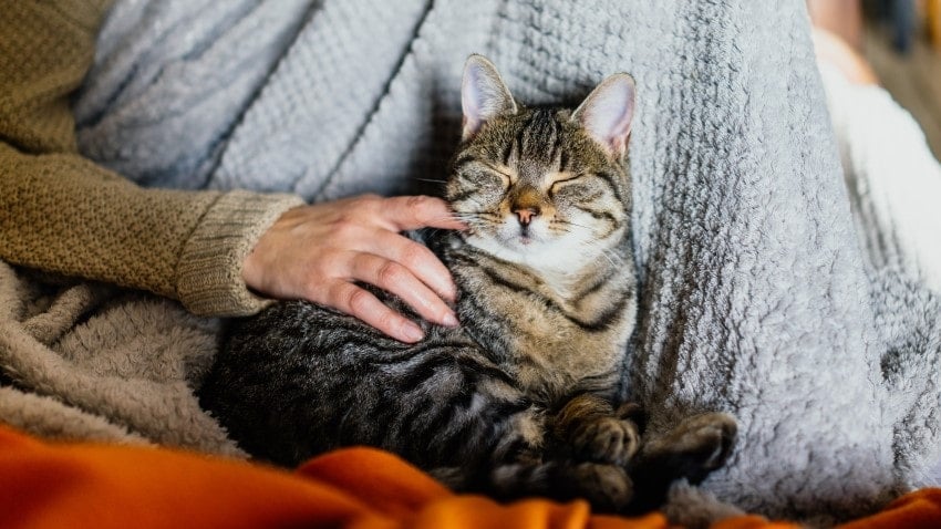 kediler neden uyurken titrer?
