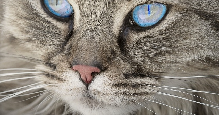 kedilerde goz iltihaplarinin nedenleri petburada com