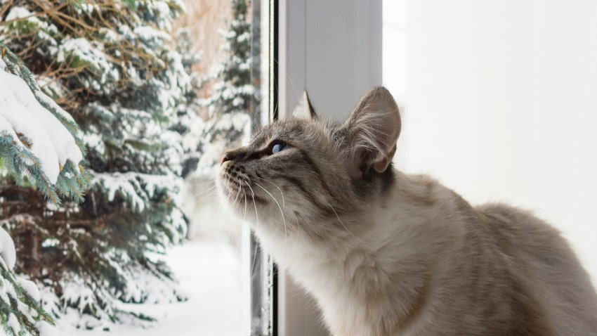 Kış ayı kedi bakımı