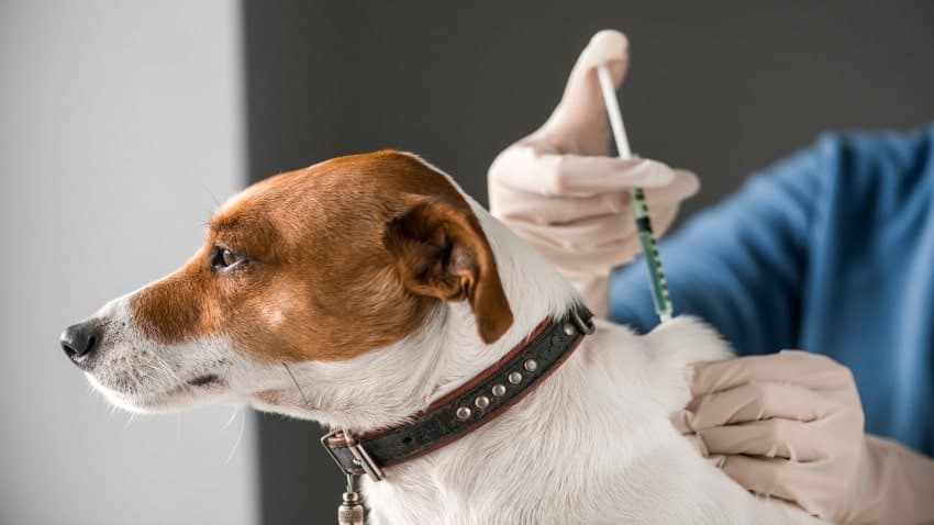 köpek aşıları kaç tl