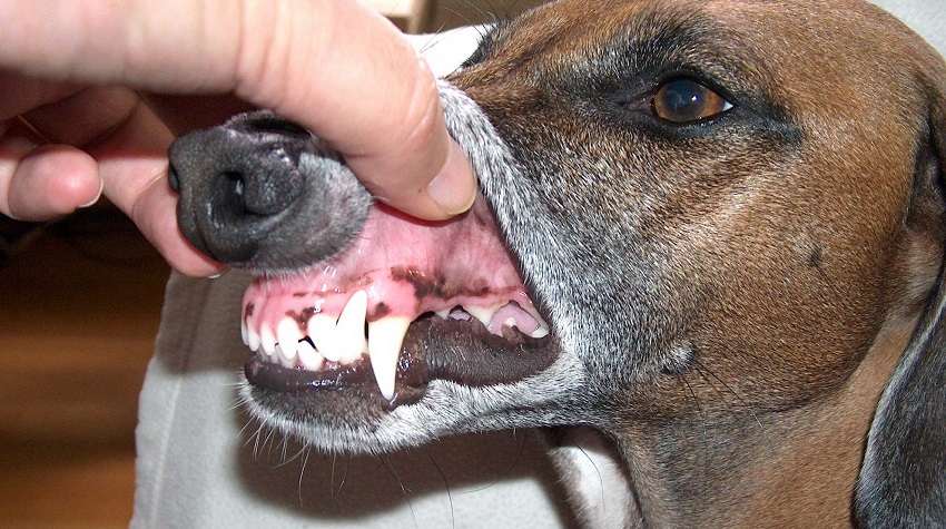 köpek diş taşı