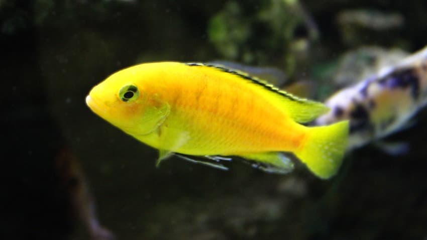 sarı prenses balığı özellikleri