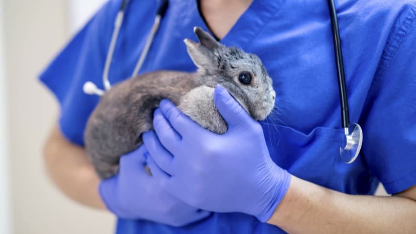 Tavşan Hastalıkları