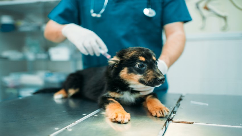 yavru köpek aşısı
