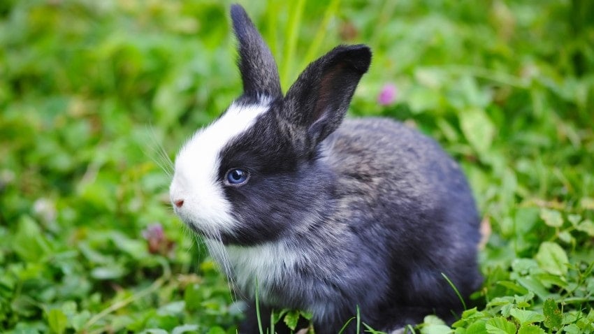 tavşanlar ve yüksek tansiyon yüksek tansiyon hızlı etkili ilaçlar