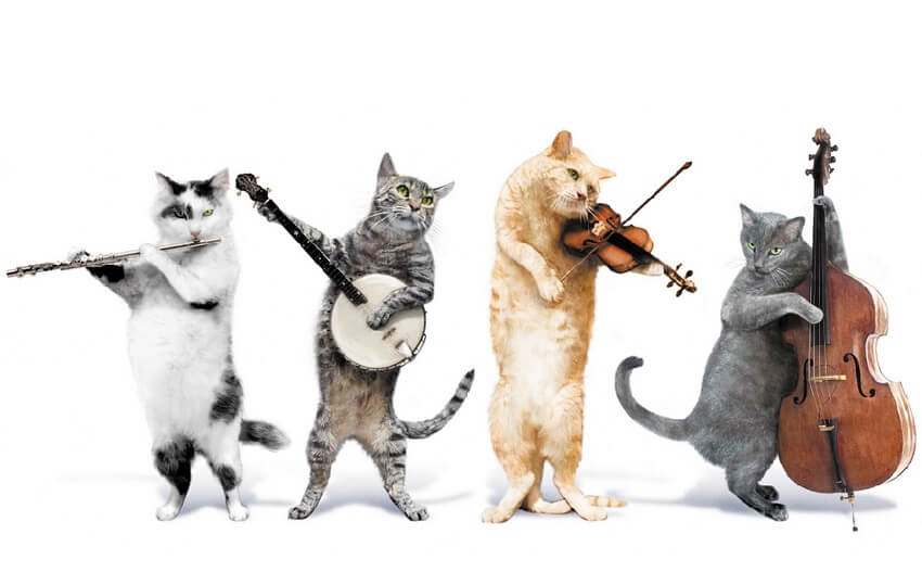 kedi sakinleştirici müzik