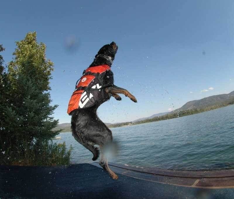EzyDog DFD Dog Flotation Device Köpek Can Yeleği Sarı Mikro 2XSmall