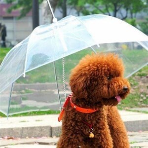 Carno Mini ve Küçük Köpekler İçin Şemsiye