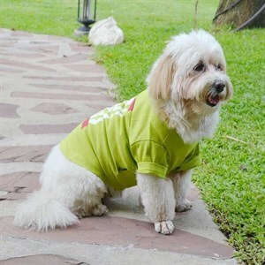 Doggy Dolly Bad Dog Köpek Tişörtü Yeşil Medium