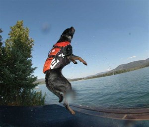 EzyDog DFD Dog Flotation Device Köpek Can Yeleği Kırmızı Medium