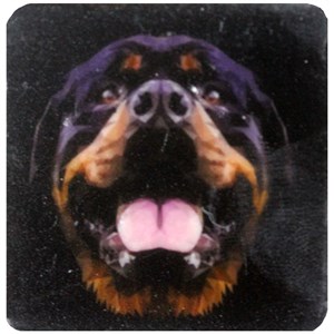 Petdesign Happy Line Dog Doğal Taş Magnet 4 Lü