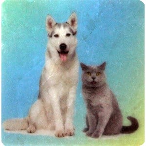 Petdesign Kedi ve Köpekler Doğal Taş Magnet 4 Lü