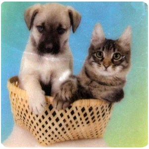 Petdesign Kedi ve Köpekler Doğal Taş Magnet 4 Lü