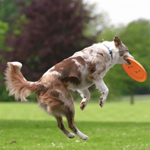 Trixie Agility Köpek Eğitim Oyuncağı Frizbi 23cm
