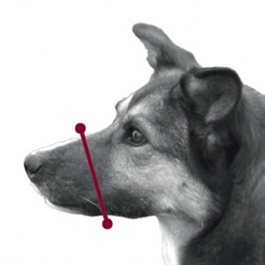 Trixie Fileli Köpek Ağızlığı Large 20-27cm